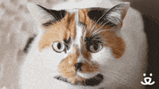 Best Friends Reaction GIF by Best Friends Animal Society