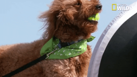 Dog Pups GIF by Nat Geo Wild