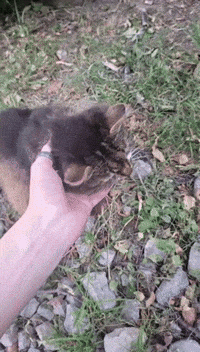 Cat Kitty GIF