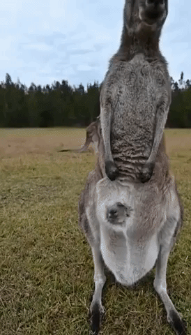 Curious Baby Kangaroo Pokes Head Out