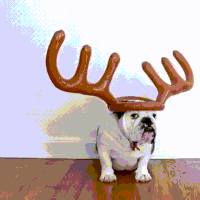 play reindeer GIF