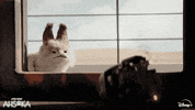 Cat Kitty GIF by Star Wars