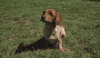 Barking Nicki Minaj GIF by DNCE