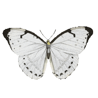 Sdesignworks white fly flying butterfly Sticker