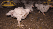 oikeuttaelaimille chicken finland chick suomi GIF