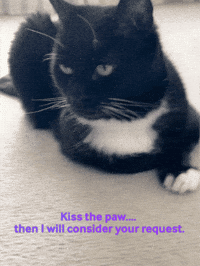 Tuxedo Cat GIF