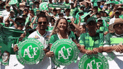 arena conda GIF by SE Palmeiras