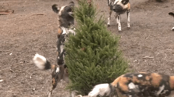 Zoo Repurposes Old Christmas Trees for Animals