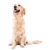 Perros Canes Sticker by Nupec Colombia