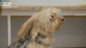 National Geographic Vet GIF by Nat Geo Wild
