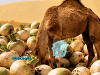 Haklegifs GIF