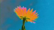 Flower GIF