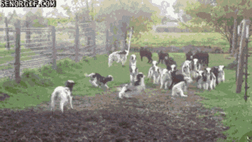 lamb running GIF by Cheezburger