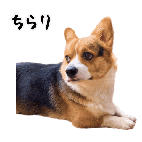 Corgi Milo Sticker