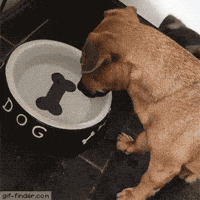 dog water bowl bone painted GIF