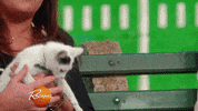 cat love GIF by Rachael Ray Show