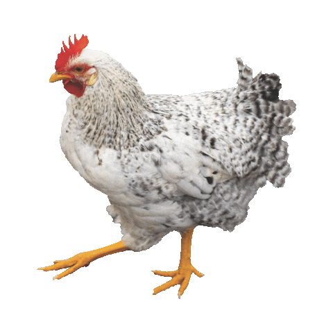 heritagebelize chicken hen belize heritagebelize Sticker