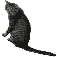 Cat Abilene Sticker by McMurry University