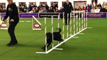 dog show dogs GIF by Westminster Kennel Club
