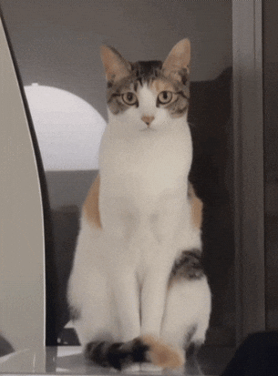 Cat Nu GIF