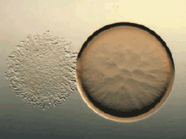 bacteria pharmacy GIF