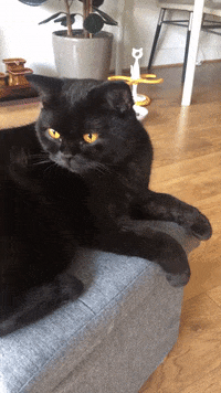 purrcivalcat cat kitten black cat funny cat GIF