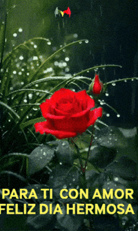 Rosa Amigos GIF by Murcianys LLC