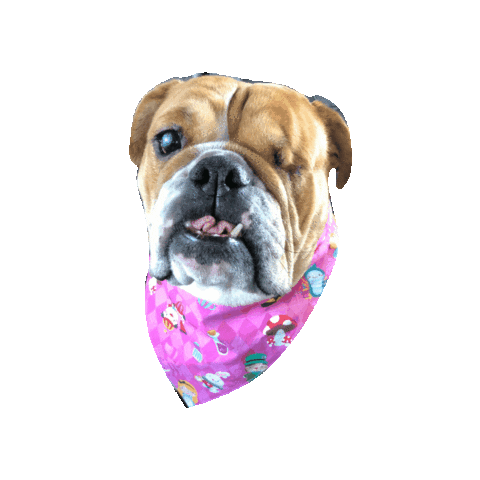 Alice In Wonderland Bulldog Sticker by Geekster Pets