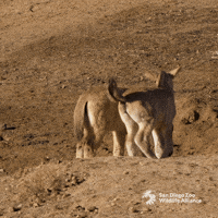 Play Hello GIF by San Diego Zoo Wildlife Alliance