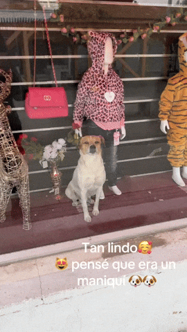 cuteanimalland giphyupload GIF