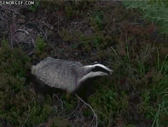 badgers GIF by Cheezburger