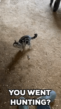 Cat Surprises Owner With a Dead Mouse