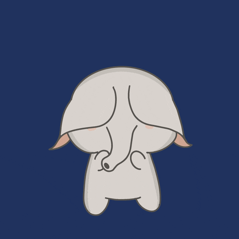 untamedelephants giphyupload cute meme animals GIF