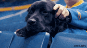 Ice Hockey Sport GIF by NHL