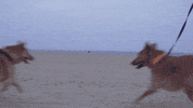 subpoprecords dogs skate windows sub pop GIF