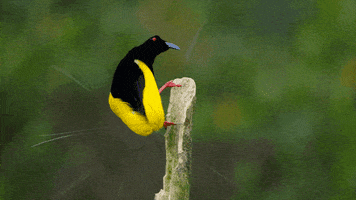 GIF by Our Planet
