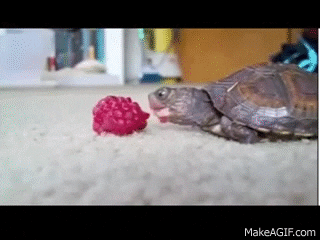 turtles eat GIF