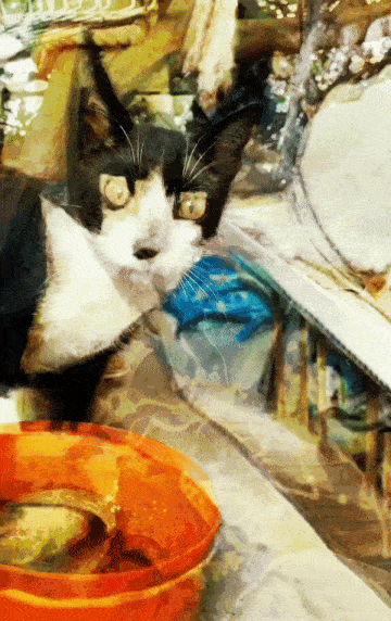 littleshiva giphyupload GIF