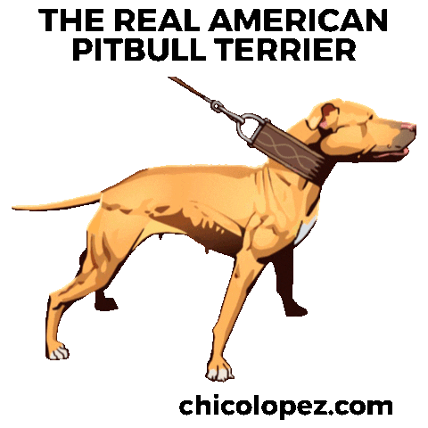 Pitbull Apbt Sticker by Chico Lopez
