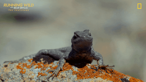 Running Wild Run GIF by National Geographic Channel
