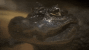 crocodile wink GIF