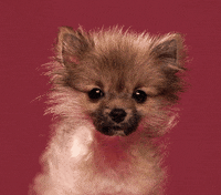 dog puppy GIF by Tuna the Pom