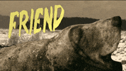 Basset Hound Water GIF by Four Rest Films
