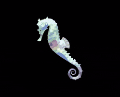 Waardesign sea creatures ocean life sea horse GIF