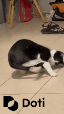 DotiAI giphygifmaker cats productivity crazycat GIF