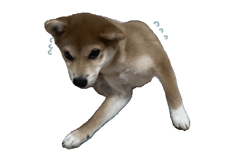 Shibasoa giphyupload 柴犬 しばいぬ 柴 Sticker