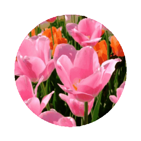 elistorycriativo flowers flores flor elistorycriativo flowers Sticker