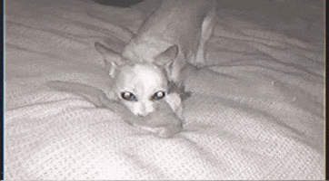 singer songwriter dog GIF by Nilüfer Yanya