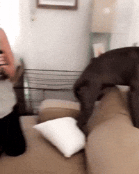 Video gif. Dark brown pitbull tentatively sniffs at a tiny black kitten but constantly pulls back in fear.