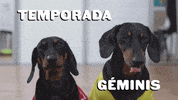 Dogs Astrology GIF by Sealed With A GIF
